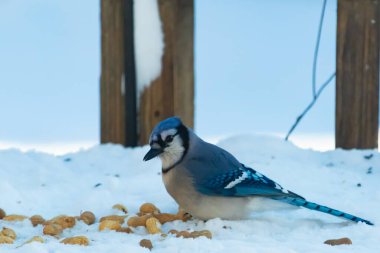 Mavi bir Jay karla kaplı zemine tünemiş, dağınık tohumlarla çevrili. Canlı mavi tüyleri beyaz kar ve yumuşak, bulanık arka planla zıt yöndedir. Sakin bir kış yaban hayatı sahnesi.