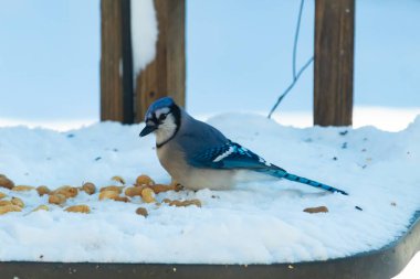 Mavi bir Jay karla kaplı zemine tünemiş, dağınık tohumlarla çevrili. Canlı mavi tüyleri beyaz kar ve yumuşak, bulanık arka planla zıt yöndedir. Sakin bir kış yaban hayatı sahnesi.