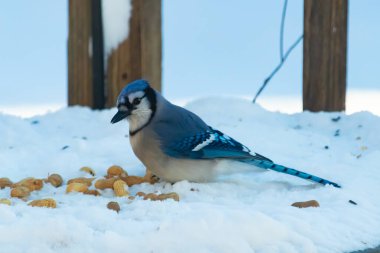 Mavi bir Jay karla kaplı zemine tünemiş, dağınık tohumlarla çevrili. Canlı mavi tüyleri beyaz kar ve yumuşak, bulanık arka planla zıt yöndedir. Sakin bir kış yaban hayatı sahnesi.