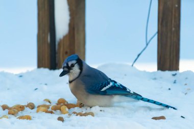 Mavi bir Jay karla kaplı zemine tünemiş, dağınık tohumlarla çevrili. Canlı mavi tüyleri beyaz kar ve yumuşak, bulanık arka planla zıt yöndedir. Sakin bir kış yaban hayatı sahnesi.