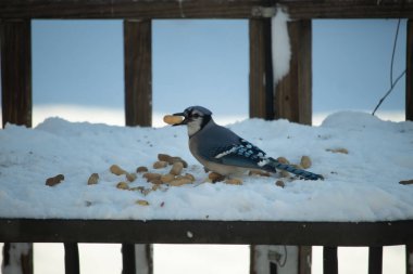 Mavi Jay 'in gagasında bir yer fıstığı var. Dağınık yerfıstıklarının arasında karlı zemine tünemiş. Parlak mavi tüyleri beyaz kara ve bulanık arka plana karşı duruyor. Büyüleyici bir kış yaban hayatı anı.