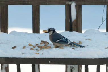 Mavi Jay 'in gagasında bir yer fıstığı var. Dağınık yerfıstıklarının arasında karlı zemine tünemiş. Parlak mavi tüyleri beyaz kara ve bulanık arka plana karşı duruyor. Büyüleyici bir kış yaban hayatı anı.