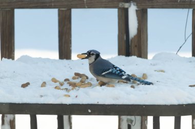 Mavi Jay 'in gagasında bir yer fıstığı var. Dağınık yerfıstıklarının arasında karlı zemine tünemiş. Parlak mavi tüyleri beyaz kara ve bulanık arka plana karşı duruyor. Büyüleyici bir kış yaban hayatı anı.
