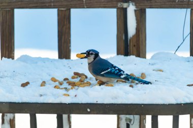 Mavi Jay 'in gagasında bir yer fıstığı var. Dağınık yerfıstıklarının arasında karlı zemine tünemiş. Parlak mavi tüyleri beyaz kara ve bulanık arka plana karşı duruyor. Büyüleyici bir kış yaban hayatı anı.