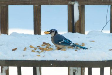 Mavi Jay 'in gagasında bir yer fıstığı var. Dağınık yerfıstıklarının arasında karlı zemine tünemiş. Parlak mavi tüyleri beyaz kara ve bulanık arka plana karşı duruyor. Büyüleyici bir kış yaban hayatı anı.