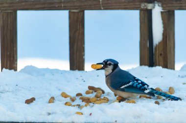 Mavi Jay 'in gagasında bir yer fıstığı var. Dağınık yerfıstıklarının arasında karlı zemine tünemiş. Parlak mavi tüyleri beyaz kara ve bulanık arka plana karşı duruyor. Büyüleyici bir kış yaban hayatı anı.