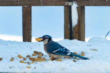 Mavi Jay 'in gagasında bir yer fıstığı var. Dağınık yerfıstıklarının arasında karlı zemine tünemiş. Parlak mavi tüyleri beyaz kara ve bulanık arka plana karşı duruyor. Büyüleyici bir kış yaban hayatı anı.