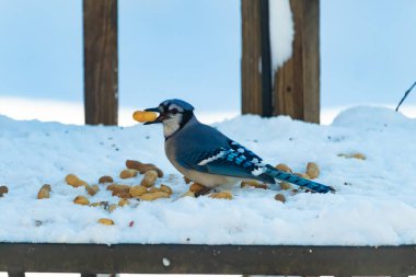 Mavi Jay 'in gagasında bir yer fıstığı var. Dağınık yerfıstıklarının arasında karlı zemine tünemiş. Parlak mavi tüyleri beyaz kara ve bulanık arka plana karşı duruyor. Büyüleyici bir kış yaban hayatı anı.