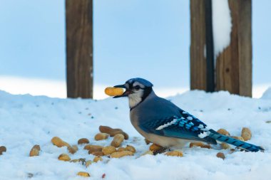 Mavi Jay 'in gagasında bir yer fıstığı var. Dağınık yerfıstıklarının arasında karlı zemine tünemiş. Parlak mavi tüyleri beyaz kara ve bulanık arka plana karşı duruyor. Büyüleyici bir kış yaban hayatı anı.