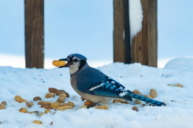 Mavi Jay 'in gagasında bir yer fıstığı var. Dağınık yerfıstıklarının arasında karlı zemine tünemiş. Parlak mavi tüyleri beyaz kara ve bulanık arka plana karşı duruyor. Büyüleyici bir kış yaban hayatı anı.