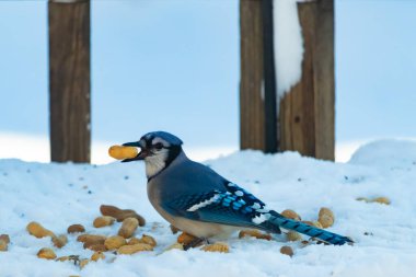 Mavi Jay 'in gagasında bir yer fıstığı var. Dağınık yerfıstıklarının arasında karlı zemine tünemiş. Parlak mavi tüyleri beyaz kara ve bulanık arka plana karşı duruyor. Büyüleyici bir kış yaban hayatı anı.
