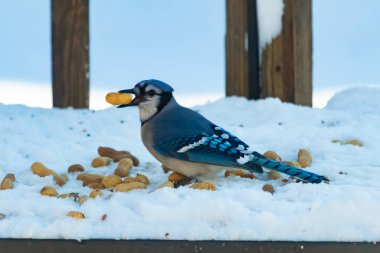 Mavi Jay 'in gagasında bir yer fıstığı var. Dağınık yerfıstıklarının arasında karlı zemine tünemiş. Parlak mavi tüyleri beyaz kara ve bulanık arka plana karşı duruyor. Büyüleyici bir kış yaban hayatı anı.