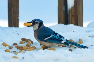 Mavi Jay 'in gagasında bir yer fıstığı var. Dağınık yerfıstıklarının arasında karlı zemine tünemiş. Parlak mavi tüyleri beyaz kara ve bulanık arka plana karşı duruyor. Büyüleyici bir kış yaban hayatı anı.