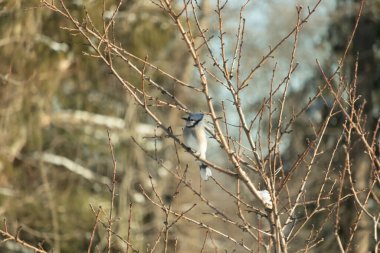 Mavi bir Jay çıplak kış dallarının arasına tünemiş, parlak mavi arması dalların sessiz tonlarına ve yumuşak, bulanık arka planına karşı görülebiliyordu. Doğal, mevsimlik vahşi yaşam görüntüsü..