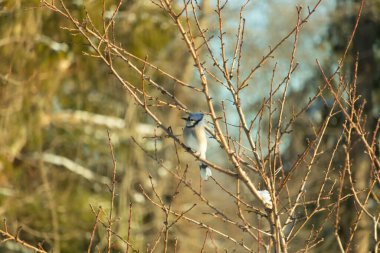 Mavi bir Jay çıplak kış dallarının arasına tünemiş, parlak mavi arması dalların sessiz tonlarına ve yumuşak, bulanık arka planına karşı görülebiliyordu. Doğal, mevsimlik vahşi yaşam görüntüsü..