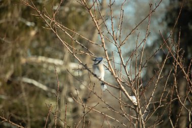 Mavi bir Jay çıplak kış dallarının arasına tünemiş, parlak mavi arması dalların sessiz tonlarına ve yumuşak, bulanık arka planına karşı görülebiliyordu. Doğal, mevsimlik vahşi yaşam görüntüsü..