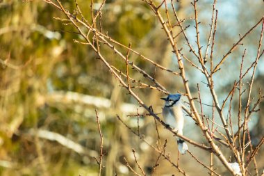 Mavi bir Jay çıplak kış dallarının arasına tünemiş, parlak mavi arması dalların sessiz tonlarına ve yumuşak, bulanık arka planına karşı görülebiliyordu. Doğal, mevsimlik vahşi yaşam görüntüsü..