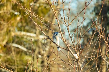 Mavi bir Jay çıplak kış dallarının arasına tünemiş, parlak mavi arması dalların sessiz tonlarına ve yumuşak, bulanık arka planına karşı görülebiliyordu. Doğal, mevsimlik vahşi yaşam görüntüsü..