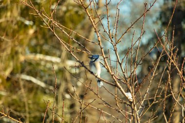 Mavi bir Jay çıplak kış dallarının arasına tünemiş, parlak mavi arması dalların sessiz tonlarına ve yumuşak, bulanık arka planına karşı görülebiliyordu. Doğal, mevsimlik vahşi yaşam görüntüsü..