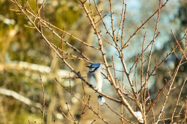 Mavi bir Jay çıplak kış dallarının arasına tünemiş, parlak mavi arması dalların sessiz tonlarına ve yumuşak, bulanık arka planına karşı görülebiliyordu. Doğal, mevsimlik vahşi yaşam görüntüsü..
