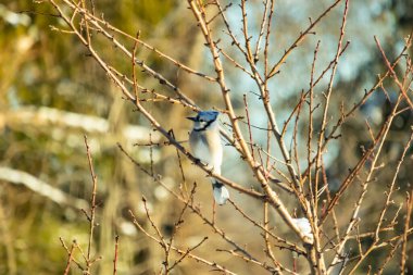 Mavi bir Jay çıplak kış dallarının arasına tünemiş, parlak mavi arması dalların sessiz tonlarına ve yumuşak, bulanık arka planına karşı görülebiliyordu. Doğal, mevsimlik vahşi yaşam görüntüsü..