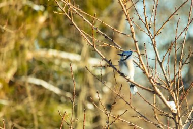 Mavi bir Jay çıplak kış dallarının arasına tünemiş, parlak mavi arması dalların sessiz tonlarına ve yumuşak, bulanık arka planına karşı görülebiliyordu. Doğal, mevsimlik vahşi yaşam görüntüsü..