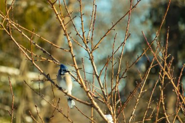 Mavi bir Jay çıplak kış dallarının arasına tünemiş, parlak mavi arması dalların sessiz tonlarına ve yumuşak, bulanık arka planına karşı görülebiliyordu. Doğal, mevsimlik vahşi yaşam görüntüsü..