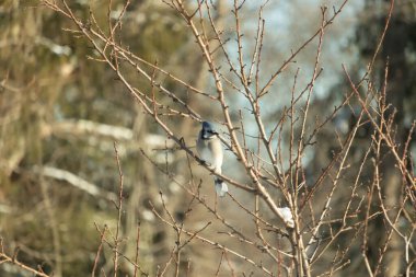 Mavi bir Jay çıplak kış dallarının arasına tünemiş, parlak mavi arması dalların sessiz tonlarına ve yumuşak, bulanık arka planına karşı görülebiliyordu. Doğal, mevsimlik vahşi yaşam görüntüsü..