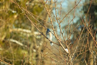Mavi bir Jay çıplak kış dallarının arasına tünemiş, parlak mavi arması dalların sessiz tonlarına ve yumuşak, bulanık arka planına karşı görülebiliyordu. Doğal, mevsimlik vahşi yaşam görüntüsü..