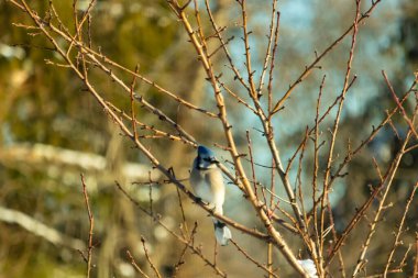 Mavi bir Jay çıplak kış dallarının arasına tünemiş, parlak mavi arması dalların sessiz tonlarına ve yumuşak, bulanık arka planına karşı görülebiliyordu. Doğal, mevsimlik vahşi yaşam görüntüsü..