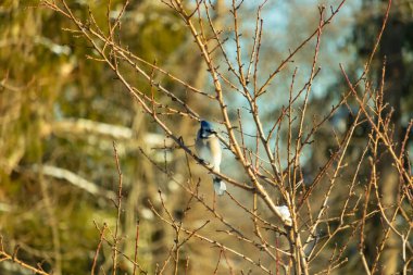 Mavi bir Jay çıplak kış dallarının arasına tünemiş, parlak mavi arması dalların sessiz tonlarına ve yumuşak, bulanık arka planına karşı görülebiliyordu. Doğal, mevsimlik vahşi yaşam görüntüsü..