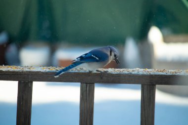 Mavi Jay tohumlarla kaplı ahşap korkuluklara tünemiş, sola dönük. Mavisi, beyazı ve siyah tüyleri bulanık, açık renkli arka plana karşı detaylandırılmış. Kuşun duruşu tetikte, güzelliği yakalıyor.