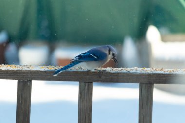 Mavi bir Jay tahta korkuluklara tünemiş, sağa bakan, dağınık tohumlarla. Canlı mavi ve beyaz tüyleri bulanık ve renkli bir arkaplan ile detaylandırılmıştır. Kış kuşu sahnesi.