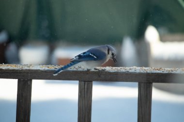 Mavi bir Jay tahta korkuluklara tünemiş, sağa bakan, dağınık tohumlarla. Canlı mavi ve beyaz tüyleri bulanık ve renkli bir arkaplan ile detaylandırılmıştır. Kış kuşu sahnesi.