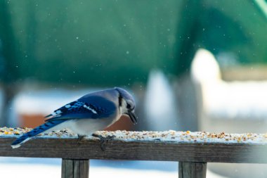 Mavi bir Jay tahta korkuluklara tünemiş, sağa bakan, dağınık tohumlarla. Canlı mavi ve beyaz tüyleri bulanık ve renkli bir arkaplan ile detaylandırılmıştır. Kış kuşu sahnesi.