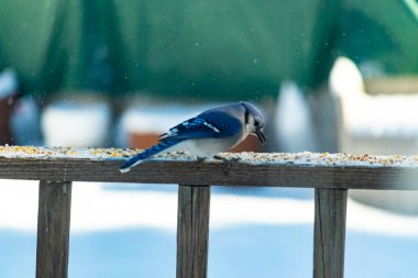Mavi bir Jay tahta korkuluklara tünemiş, sağa bakan, dağınık tohumlarla. Canlı mavi ve beyaz tüyleri bulanık ve renkli bir arkaplan ile detaylandırılmıştır. Kış kuşu sahnesi.
