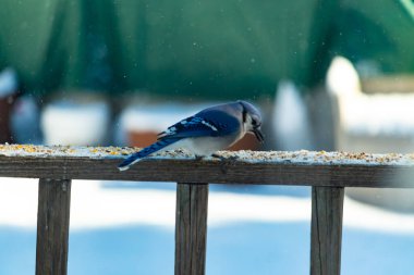 Mavi bir Jay tahta korkuluklara tünemiş, sağa bakan, dağınık tohumlarla. Canlı mavi ve beyaz tüyleri bulanık ve renkli bir arkaplan ile detaylandırılmıştır. Kış kuşu sahnesi.