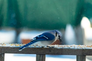 Mavi bir Jay tahta korkuluklara tünemiş, sağa bakan, dağınık tohumlarla. Canlı mavi ve beyaz tüyleri bulanık ve renkli bir arkaplan ile detaylandırılmıştır. Kış kuşu sahnesi.