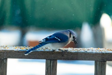 Mavi bir Jay tahta korkuluklara tünemiş, sağa bakan, dağınık tohumlarla. Canlı mavi ve beyaz tüyleri bulanık ve renkli bir arkaplan ile detaylandırılmıştır. Kış kuşu sahnesi.