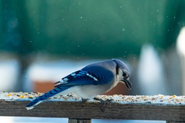 Mavi bir Jay tahta korkuluklara tünemiş, sağa bakan, dağınık tohumlarla. Canlı mavi ve beyaz tüyleri bulanık ve renkli bir arkaplan ile detaylandırılmıştır. Kış kuşu sahnesi.