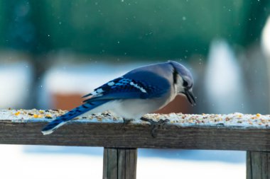 Mavi bir Jay tahta korkuluklara tünemiş, sağa bakan, dağınık tohumlarla. Canlı mavi ve beyaz tüyleri bulanık ve renkli bir arkaplan ile detaylandırılmıştır. Kış kuşu sahnesi.
