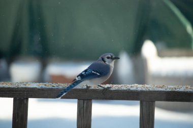 Mavi bir Jay tahta korkuluklara tünemiş, sağa bakan, dağınık tohumlarla. Canlı mavi ve beyaz tüyleri bulanık ve renkli bir arkaplan ile detaylandırılmıştır. Kış kuşu sahnesi.