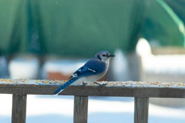 Mavi bir Jay tahta korkuluklara tünemiş, sağa bakan, dağınık tohumlarla. Canlı mavi ve beyaz tüyleri bulanık ve renkli bir arkaplan ile detaylandırılmıştır. Kış kuşu sahnesi.