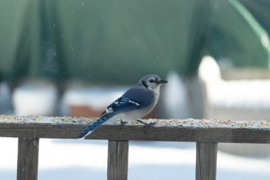 Mavi bir Jay tahta korkuluklara tünemiş, sağa bakan, dağınık tohumlarla. Canlı mavi ve beyaz tüyleri bulanık ve renkli bir arkaplan ile detaylandırılmıştır. Kış kuşu sahnesi.
