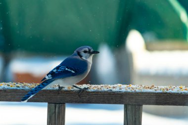 Mavi bir Jay tahta korkuluklara tünemiş, sağa bakan, dağınık tohumlarla. Canlı mavi ve beyaz tüyleri bulanık ve renkli bir arkaplan ile detaylandırılmıştır. Kış kuşu sahnesi.