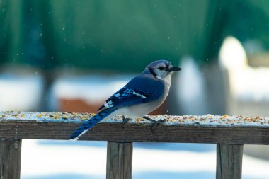 Mavi bir Jay tahta korkuluklara tünemiş, sağa bakan, dağınık tohumlarla. Canlı mavi ve beyaz tüyleri bulanık ve renkli bir arkaplan ile detaylandırılmıştır. Kış kuşu sahnesi.