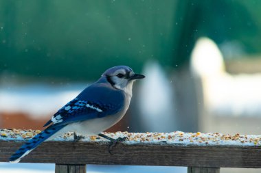 Mavi bir Jay tahta korkuluklara tünemiş, sağa bakan, dağınık tohumlarla. Canlı mavi ve beyaz tüyleri bulanık ve renkli bir arkaplan ile detaylandırılmıştır. Kış kuşu sahnesi.