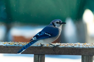 Mavi bir Jay tahta korkuluklara tünemiş, sağa bakan, dağınık tohumlarla. Canlı mavi ve beyaz tüyleri bulanık ve renkli bir arkaplan ile detaylandırılmıştır. Kış kuşu sahnesi.
