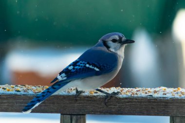 Mavi bir Jay tahta korkuluklara tünemiş, sağa bakan, dağınık tohumlarla. Canlı mavi ve beyaz tüyleri bulanık ve renkli bir arkaplan ile detaylandırılmıştır. Kış kuşu sahnesi.