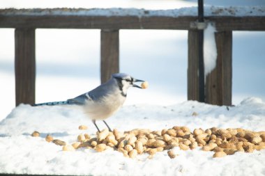 Gagasında yer fıstığı olan mavi bir karla kaplı bir yüzey üzerinde yer fıstığı yığınının ortasında duruyor. Kış vahşi yaşam sahnesi. Yakın plan..